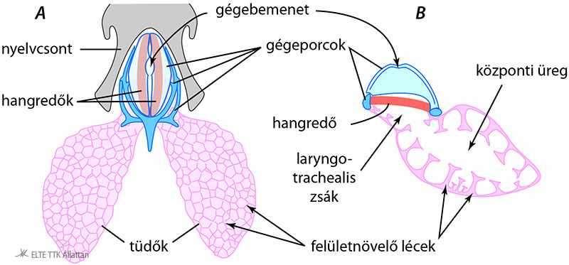 A tüdők hidrosztatikai szervként is szolgálnak. Légcseréjük során nyelik a levegőt (nincsenek bordák, nincs rekeszizom).