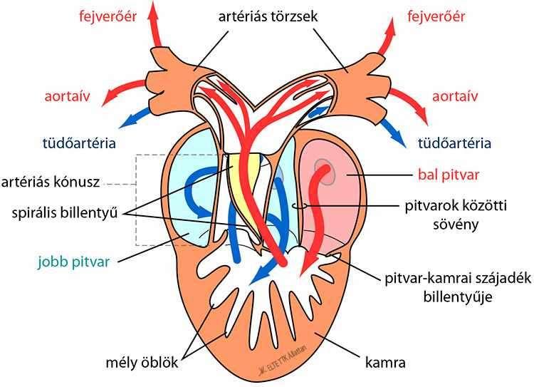 A kamrában az oxigén szegény és az oxigéndús vér részben keveredik, ugyanakkor mély zsebek gátolják a vér teljes keveredését.