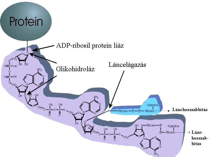 I.Bevezetés I.1. A poli(adp-ribóz) metabolizmus A poli(adp-ribóz) anyagcsere két alapvet folyamata az (ADP-ribóz) n polimer szintézise és lebontása.