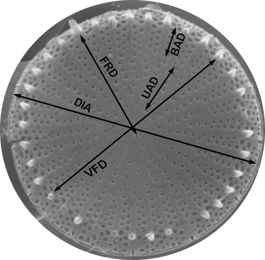 Konvencionális morfometria A térbeli elektronmikroszkópos (SEM) felvételek alapján vizsgált változók: -héj átmérője (DIA) -héjfelszíni átmérő (VFD) -stria szám / µm (striae/10 µm) -marginális