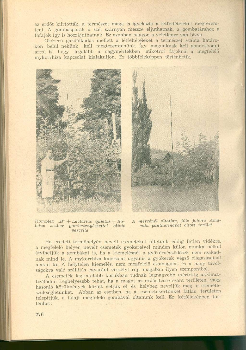 az erdőt kiirtották, a természet maga is igyekszik a létfeltételeket megteremteni, A gombaspórák a szél szárnyán messze eljuthatnak, a gombatárshoz a fafajok így is hozzájuthatnak.