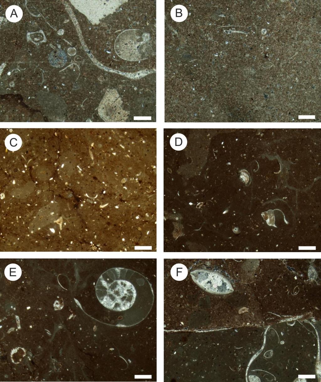 6.6. ábra. Az alsó-hettangi rétegek különböző mikrofácies típusai (méretarány: 500 μm). A: bioklasztos wackestone, molluszka, bentosz crinoidea és egyéb ősmaradványokkal (R503).