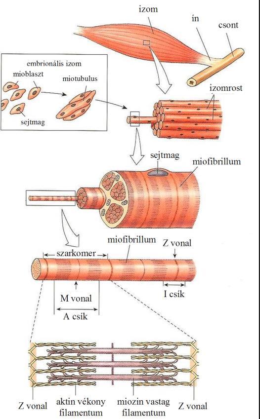 I.3. A vázizom Az egyes izomtípusok az alapvető hasonlóságok ellenére különbségeket mutatnak mind morfológiailag (például a szarkoplazmatikus retikulumuk fejlettsége), mind az összehúzódás