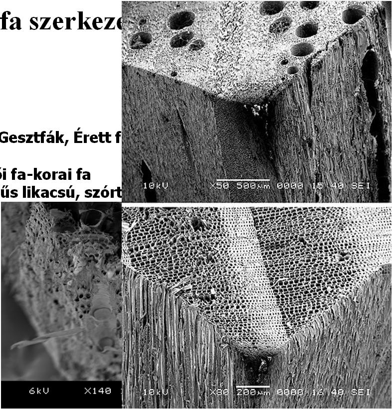 Évgyűrű: Késői fa-korai fa gyűrűs likacsú,