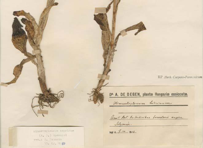 Természetvédelmi vonatkozások: A Himantoglossum jankae ( H. caprinum néven) veszélyeztetett és védett növényfaj a legtöbb országban ahol előfordul.