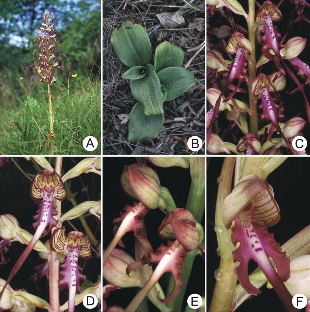 11. ábra. Himantoglossum jankae Magyarországról. A. Habitus (Budapest). B. Téli tőlevélrózsa (Veszprém). C F. Virágok (C. Pilisszentkereszt, D. Tarcal, E F. Veszprém). Paratípusok: Magyarország.