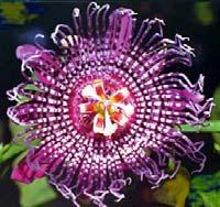 Passiflora levélformák A burgonyabogár vonzódik színes és