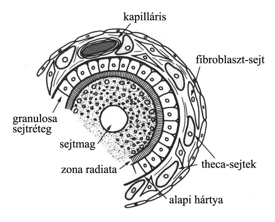 Irodalmi áttekintés 3.