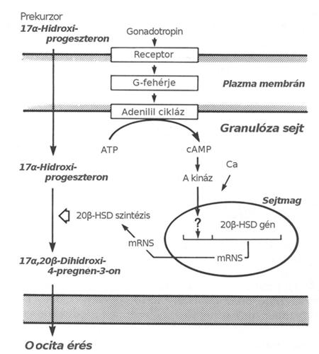 Irodalmi áttekintés 5. ábra Az oociták végső érését kiváltó szteroid, a 17,20ßdihidroxi4pregnen3on képződésének folyamata (Nagahama, Y.