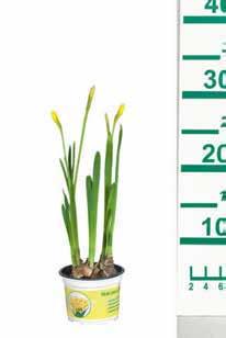 Cserép átmérője: 10,5 cm KAKTUSZOK TERRA- KOTTÁBAN* Növény