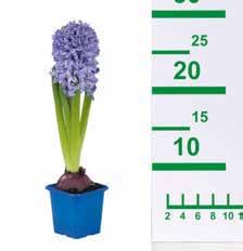 RÓZSACSOKOR 9 szál tulipán / 13 szál rózsa /csokor 849Ft