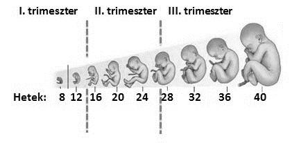 1. ábra: Terhesség fázisai Figure 1.: Phases of the pregnany Forrás: intima.hu 2. ábra: Amniocentézis sematikus ábrája Figure 2.: Schematic figure of amniocentesis Forrás: downbaba.hu 3.