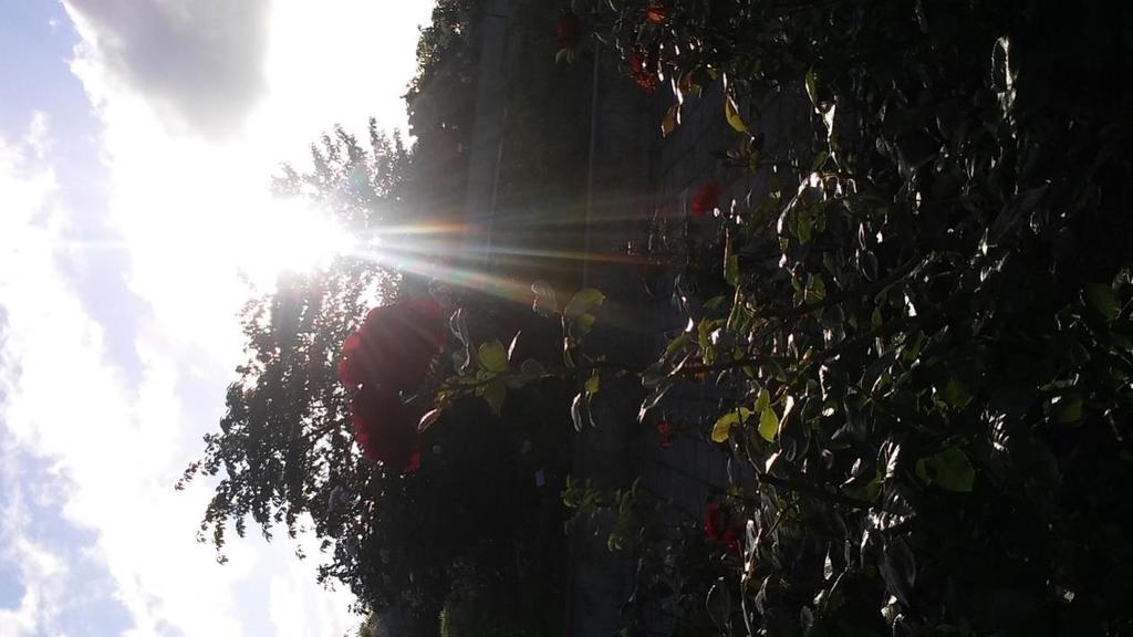 Július 11 (Kedd) Idő: Reggel borult, délutánra tiszta égbolt és napos idő volt. Ma az Iga parkban az Alpina kertészeti cég munkásaival és Birgittel rózsákat metszettünk, és gyomláltunk.