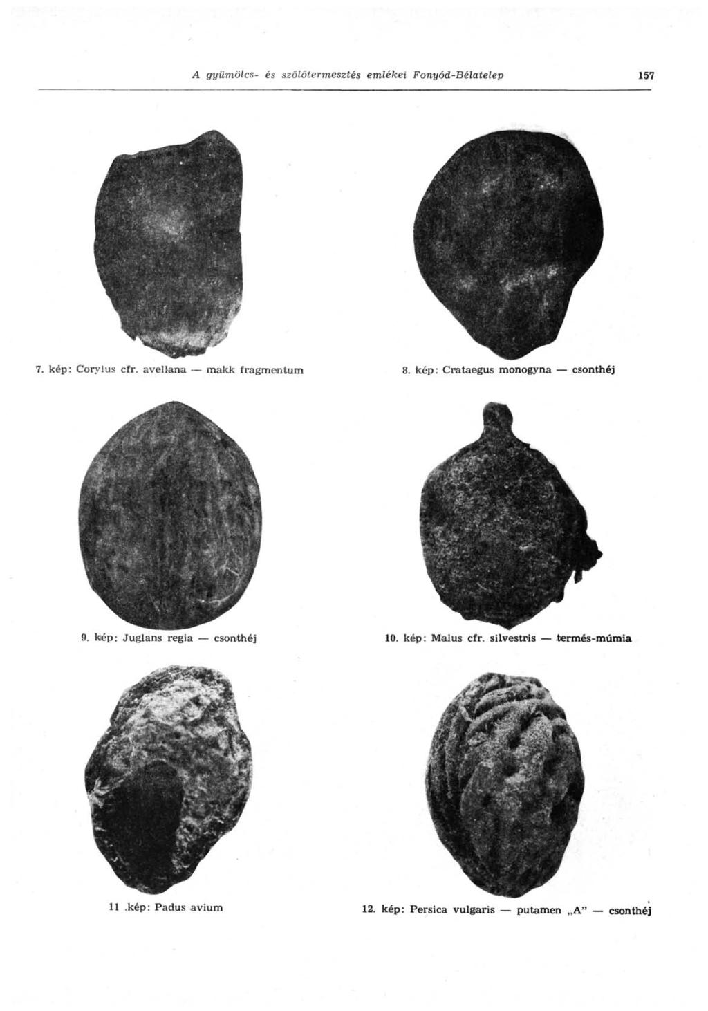 A gyümölcs- és szőlőtermesztés emlékei Fonyód-Bélatelep 157 7. kép: Corylus cfr. avellania makk fragmentum 8.