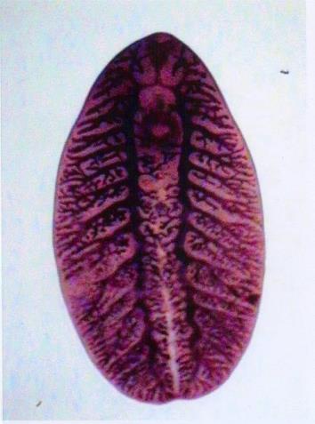 Parafasciolopsis