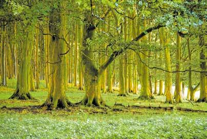 Az állam kizárólagos tulajdonában álló erdőben az erdőgazdálkodásra továbbra is az állam nevében kijelölt vagyonkezelő szervezet (pl. állami erdészeti társaság) jogosult.