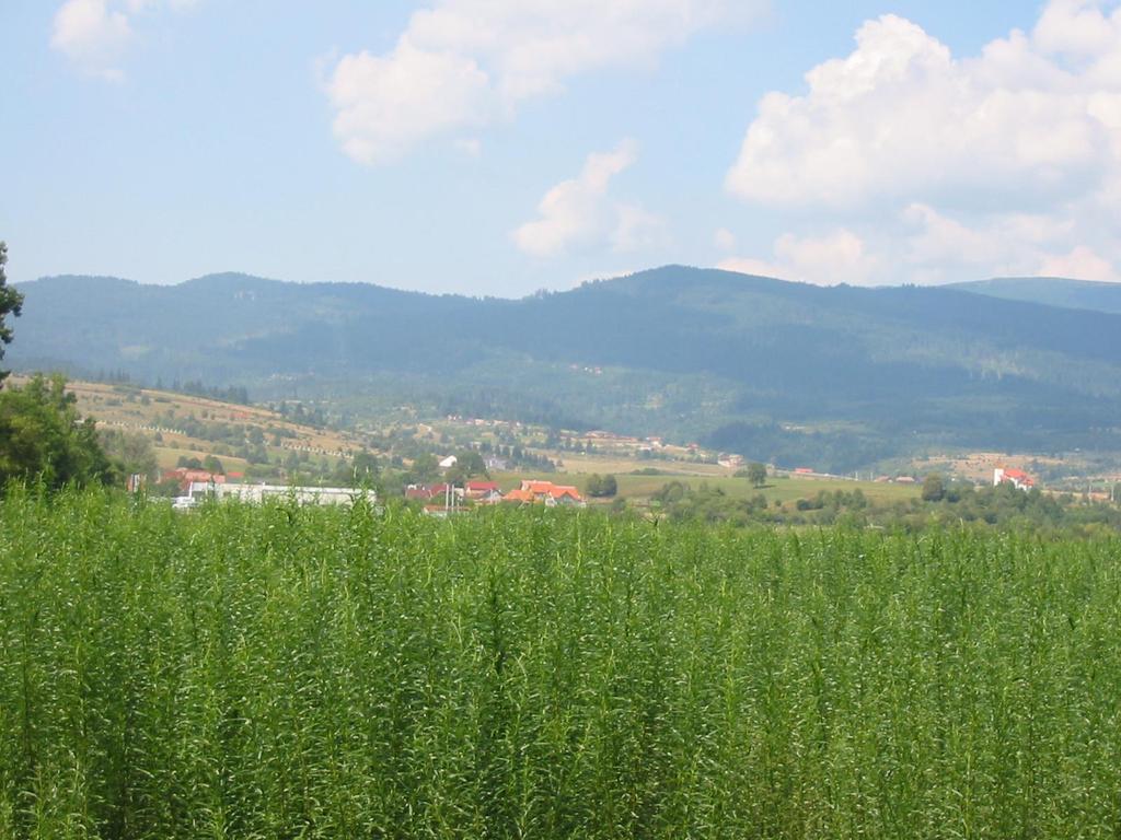 Energiafűz (Salix viminalis) ültetvény - Csíkszereda Háttérben a Hargita