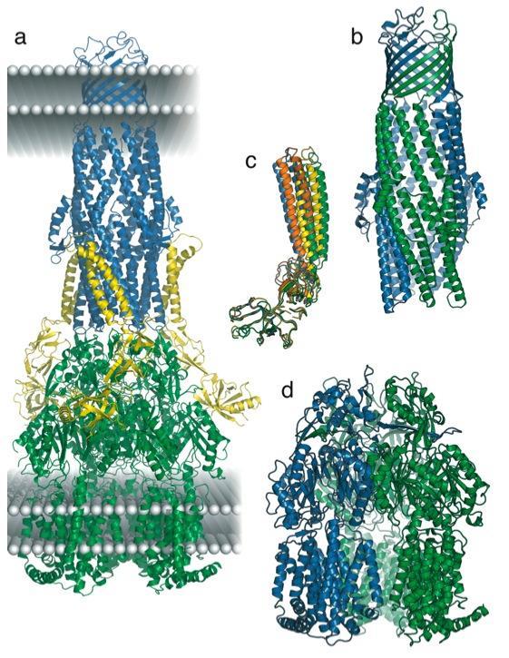 RND EFFLUX PUMPA Külső membrán (OM) TolC Fúziós protein Transzporter Efflux-pump a komponensek: a) TolC trimer (kék), AcrB trimer (zöld), AcrA molekula (sárga) b) Trimer TolC zárt állapotban (kék,