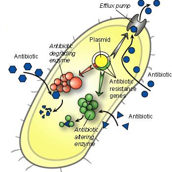 2. Multidrog rezisztencia Az antibiotikum rezisztencia lehetséges útjai: A hatóanyag elbontása, enzimatikus inaktiválás (extra- vagy intracelluláris) A hatásos koncentráció kialakulásának