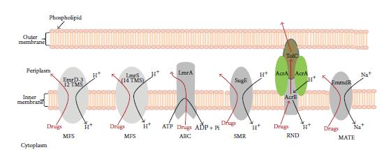 Efflux pumpák szupercsaládjai Major facilitator superfamily (MFS) ATP-binding cassette (ABC) superfamily Small multidrug resistance (SMR) superfamily