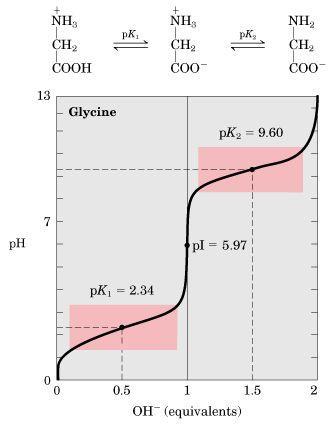 A glicin titrálása, avagy a ph kontrolált töltésállapotok: pi= (2,34 + 9,6)/2 = 5,97 1 2 3 4 5 6 7 8 9 10 11 12 13 ph>11,5 akkor lényegében már csak anion van jelen az oldatban.