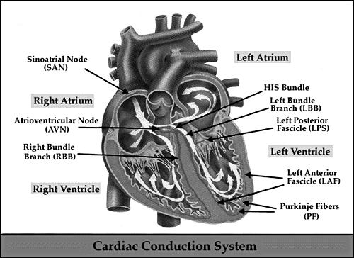 EKG alapjai A szív