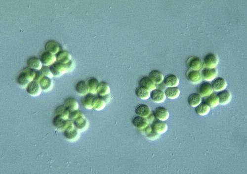 Microcystis flos-aquae) vízvirágzást okoznak, más fajok (pl.