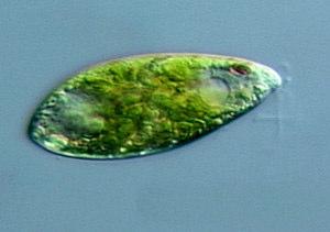 sejtfaluk nincs, sejthártyájuk van zöld színtesteik vannak gyakori a karotinoidokból származó piros szemfolt fényreakciós