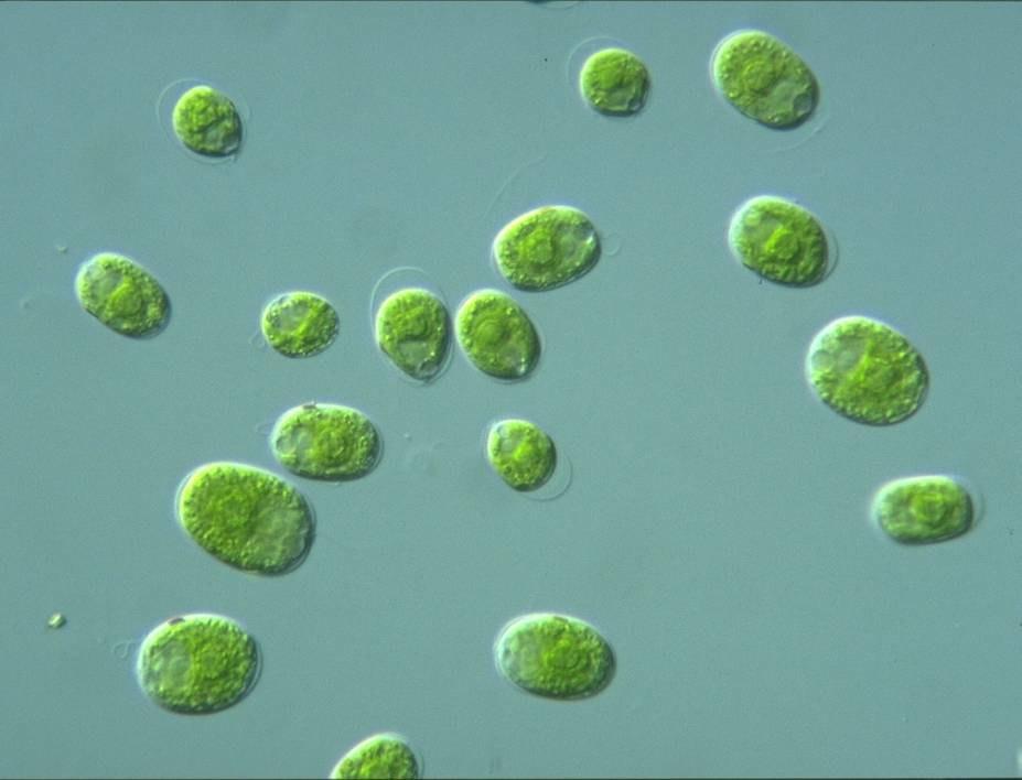 Moszatok - Algae A moszatok (algák) általános jellemzése egyszerű felépítésű, ősi típusú, asszimiláló színanyagot tartalmazó