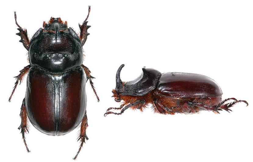 Oryctes nasicornis Orrszarvúbogár 24-45 mm A hím fején