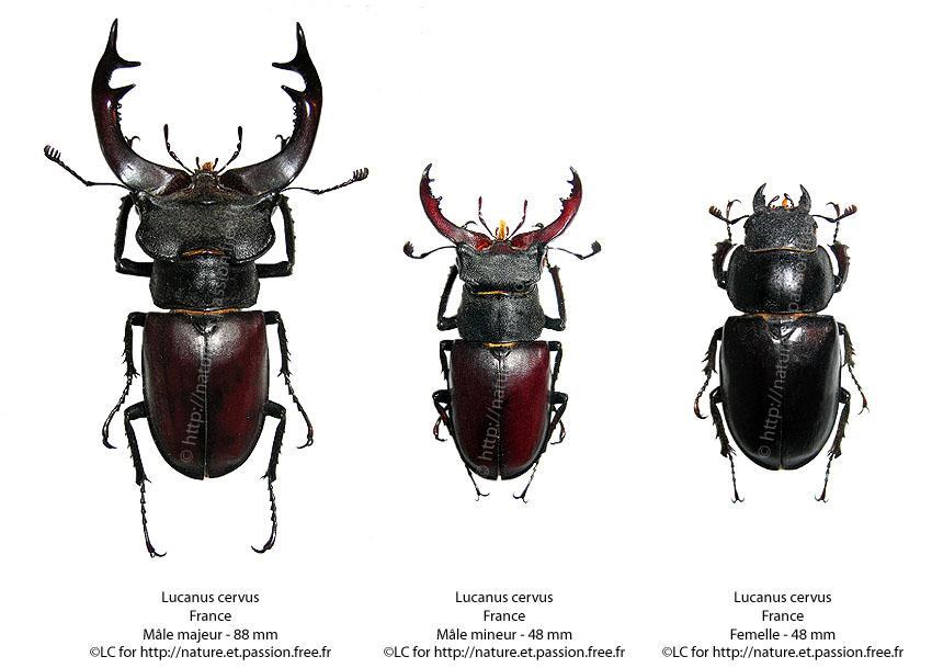 Lucanus cervus Szarvasbogár A hímek 8 cm-es nagyságot is A nőstény 3-5 cm Hazánktól É-ra és Nyra sok helyen erősen megritkult, vagy