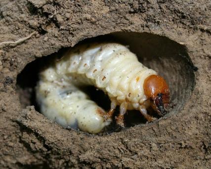 Lucaus cervus lárvája Lárvája 3-5 évig fejlődik 10 cm-es nagyságú is lehet A