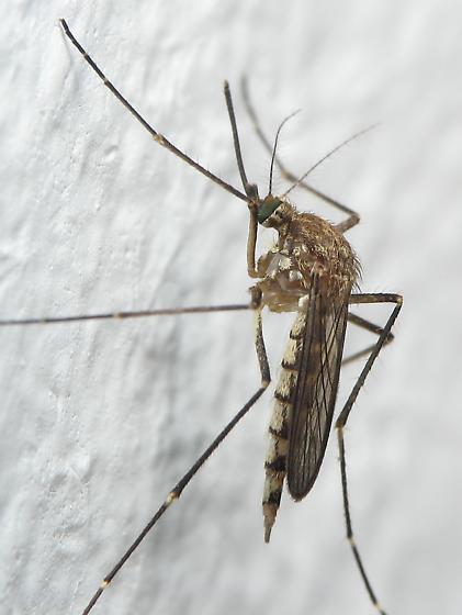 Aedes vexans Gyötrőszúnyog Kb.