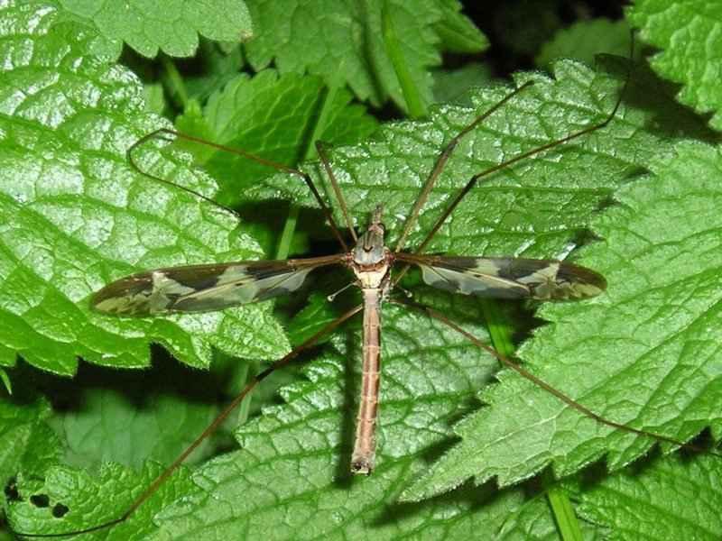 Tipula maxima Óriás lószúnyog Szft.