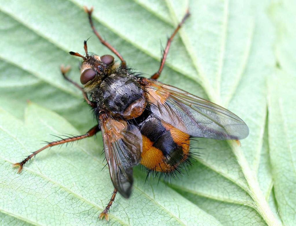 Tachina fera Közönséges fürkészlégy 11-15 mm Potroha hátoldalán fekete középsáv húzódik Eurázsia nagy