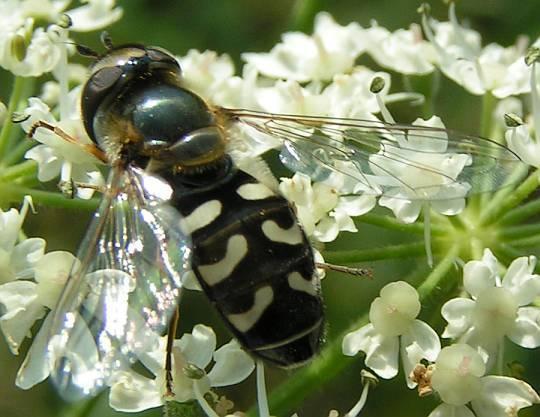 Scaeva pyrastri Holdfoltos zengőlégy 12 mm potrohán hat hold alakú fehér folt Közép-Európában és Észak-Amerikában honos Lárvája