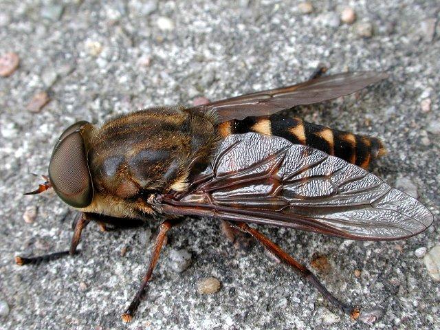 Tabanus bovinus Marhabögöly 2 2,5 cm Szinte egész Európában