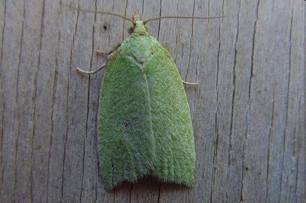 Tortrix viridana Tölgyilonca Szft.