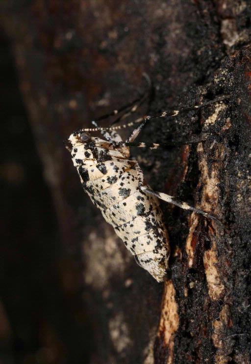 Erannis defoliaria Nagy