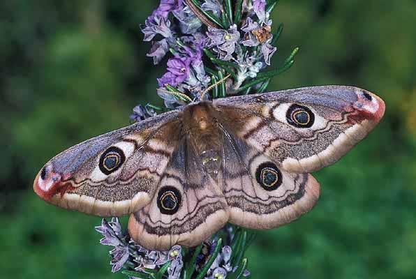 Saturnia pavonia Kis éjjeli pávaszem Szft.: Nőstényeké 6-7 cm; hímeké 4-5 cm. Ivari dimorfizmus a szárnyak színezetében is.