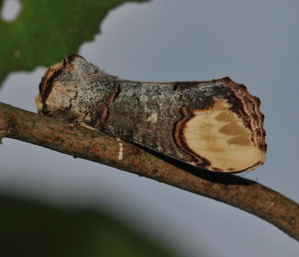 Phalera bucephala Sárgafoltos