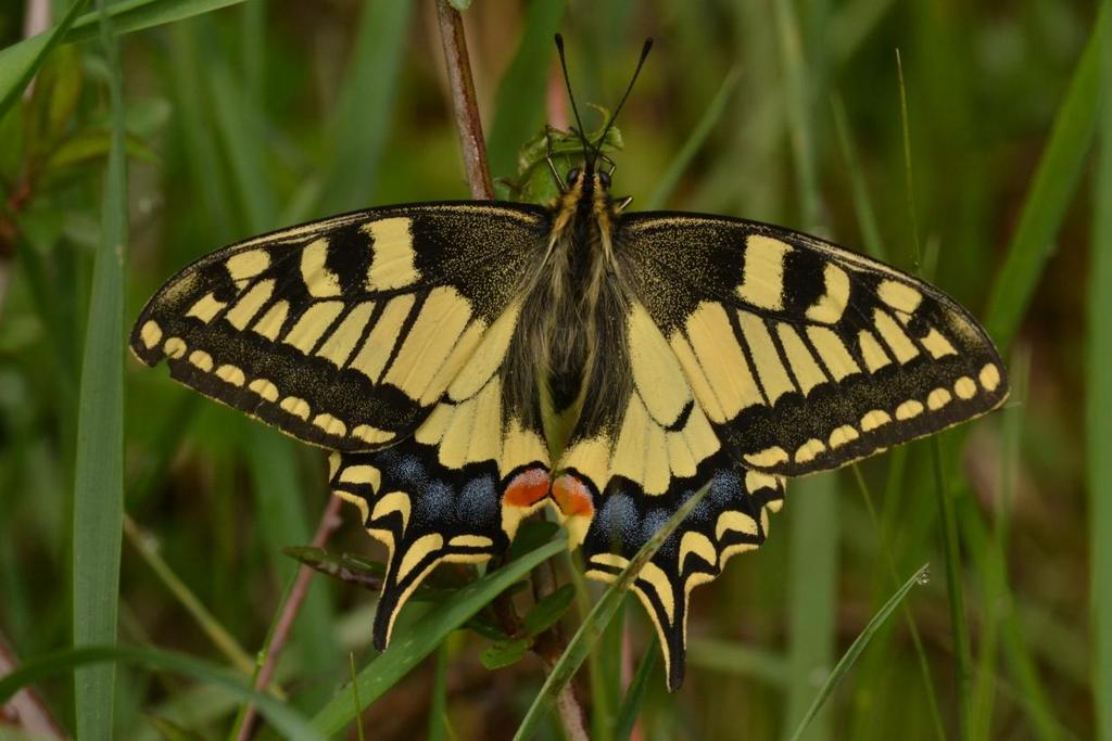 Papilio machaon Fecskefarkú lepke Szft.