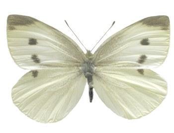 Pieris rapae Répalepke Szft.