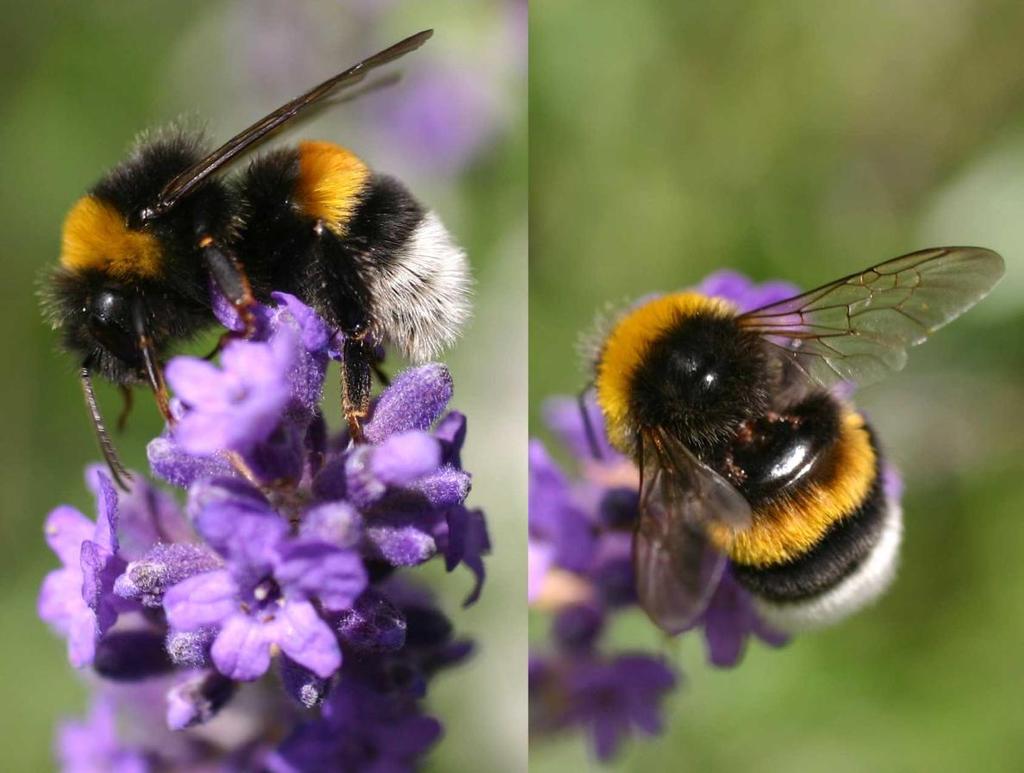 Bombus terresstris Földi poszméh 16-25 mm Szőrzete fekete, a második hátlemezen sötétsárga