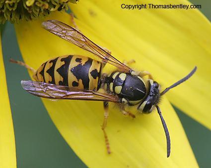 Vespula germanica Német darázs 11-22 mm Teste fekete, rajta sárga sávok Táplálék: kisebb