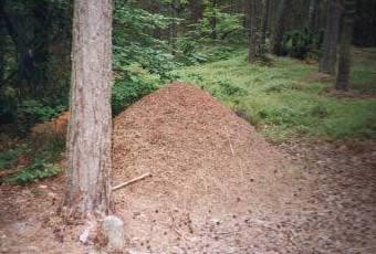 Formica rufa Erdei vöröshangya