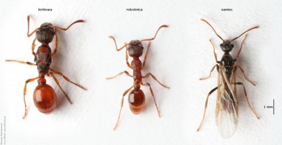 Myrmica spp. Széles elterjedéssel rendelkező génusz Kb.