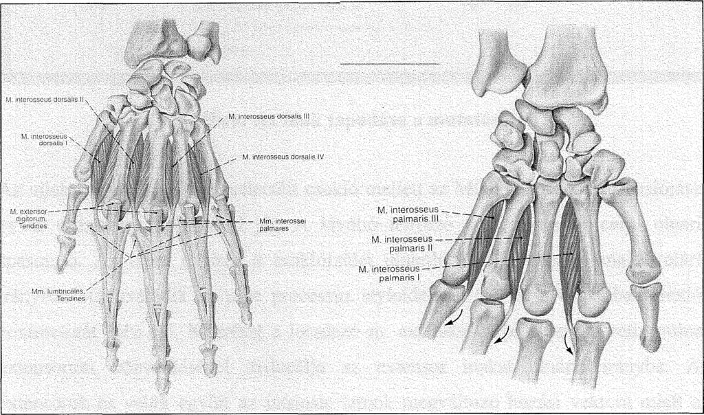 A mm. interossei dorsales az egymás melletti metacarpusok testéről bipennátus jelleggel erednek, a mutatóujjat radiális, a középsőujjat kétoldlról és a gyűrűsujjat ulnaris irányból érik el. A mm.