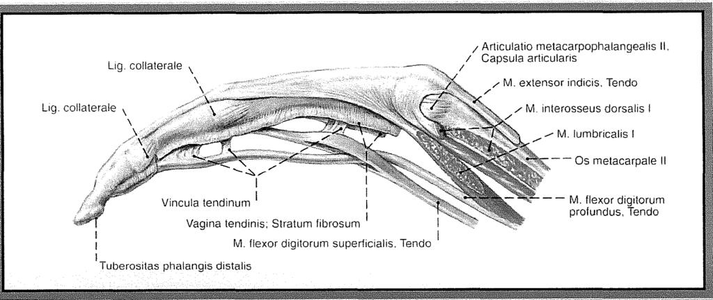 14. ábra: Az inak tapadása a mutatóujjon Az ujjak karomállása palmarflectált csukló mellett az MCP ízület hiperextensiójával és az ujjízületek flexiójával jár. A kiváltó tényező a m.