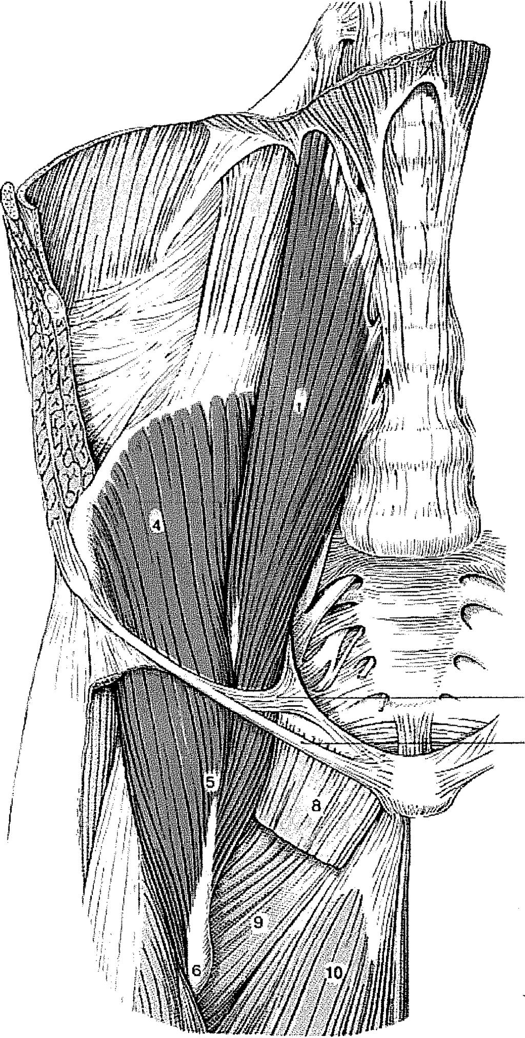 IV.2. A musculiis iliopsoas anatómiája A szervezet egyik legnagyobb és legbonyolultabb funkciójú izomzata.